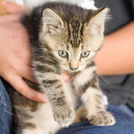 Pensión Ladestatthof 3*